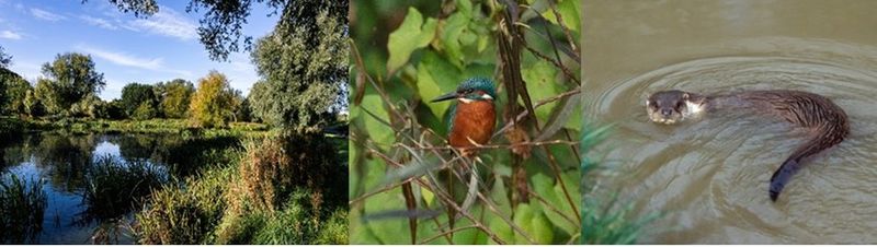 DCC Draft Dublin City Biodiversity Action Plan 